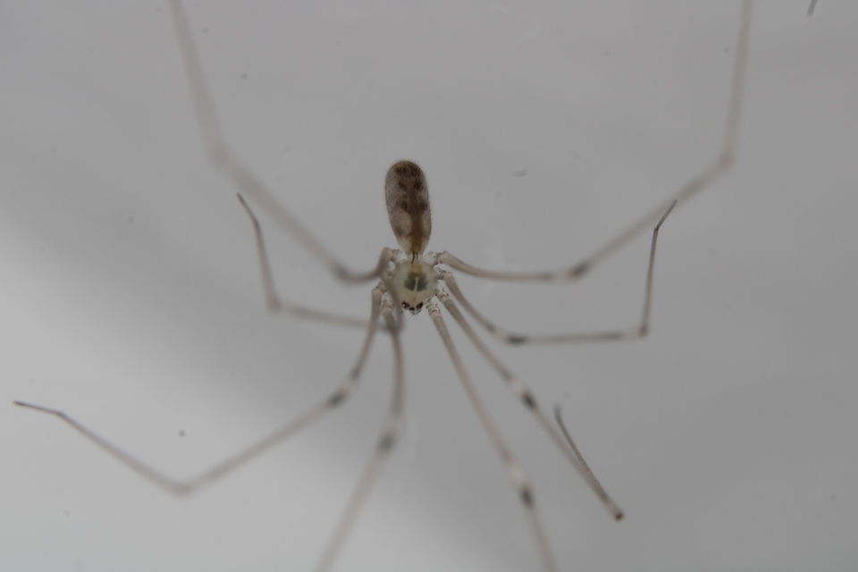 Pholcus phalangioides - nagy álkaszáspók Pholcus phalangioides - nagy álkaszáspók