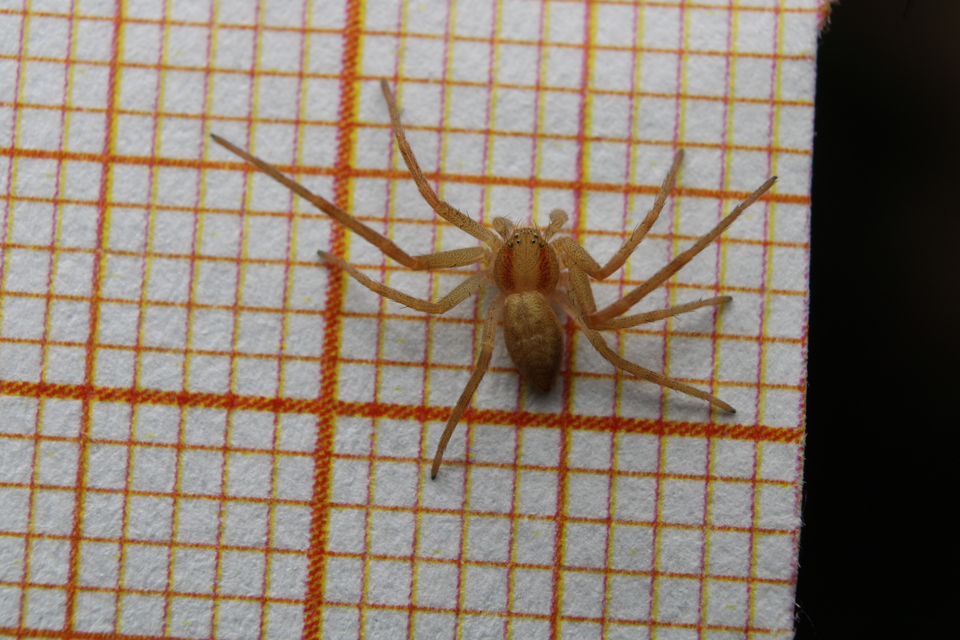 Philodromus