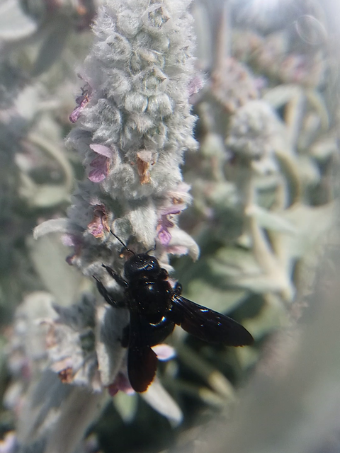 Xylocopa