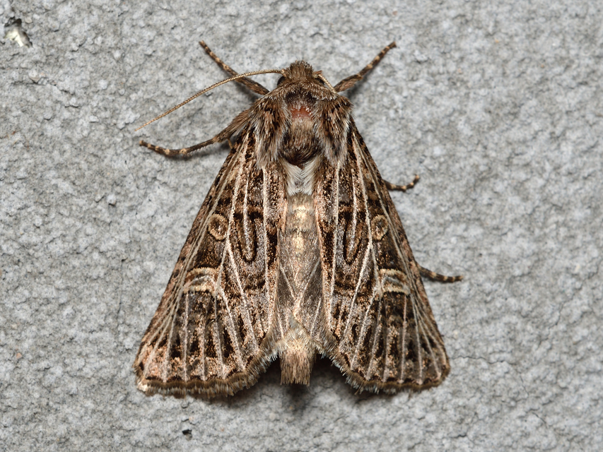 Tholera decimalis - közönséges fésűsbagoly