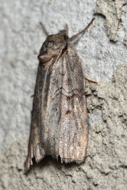 Nycteola asiatica - nyárfa-trapézbagoly