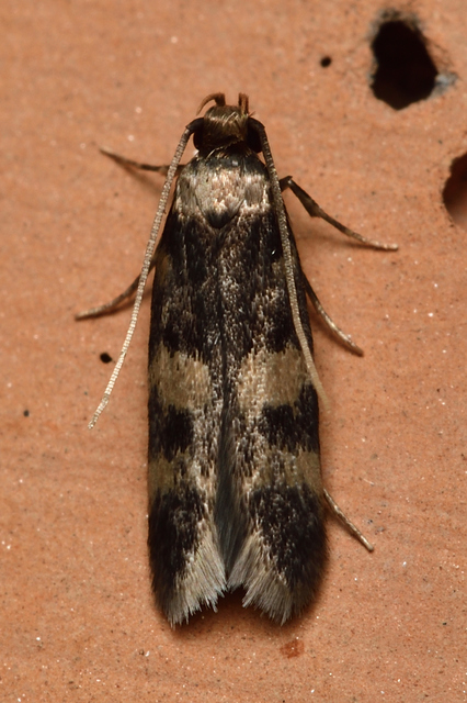 Oegoconia