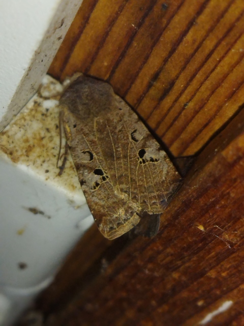 Conistra rubiginosa - szürke télibagoly