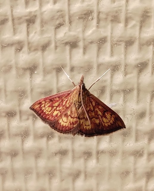 Ecpyrrhorrhoe rubiginalis - rozsdavörös tűzmoly