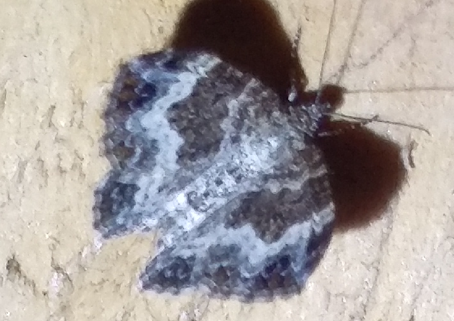 galaj-tarkaaraszoló - Epirrhoe alternata