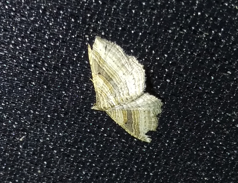 soksávú araszoló - Costaconvexa polygrammata