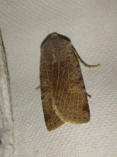 Conistra rubiginosa - szürke télibagoly