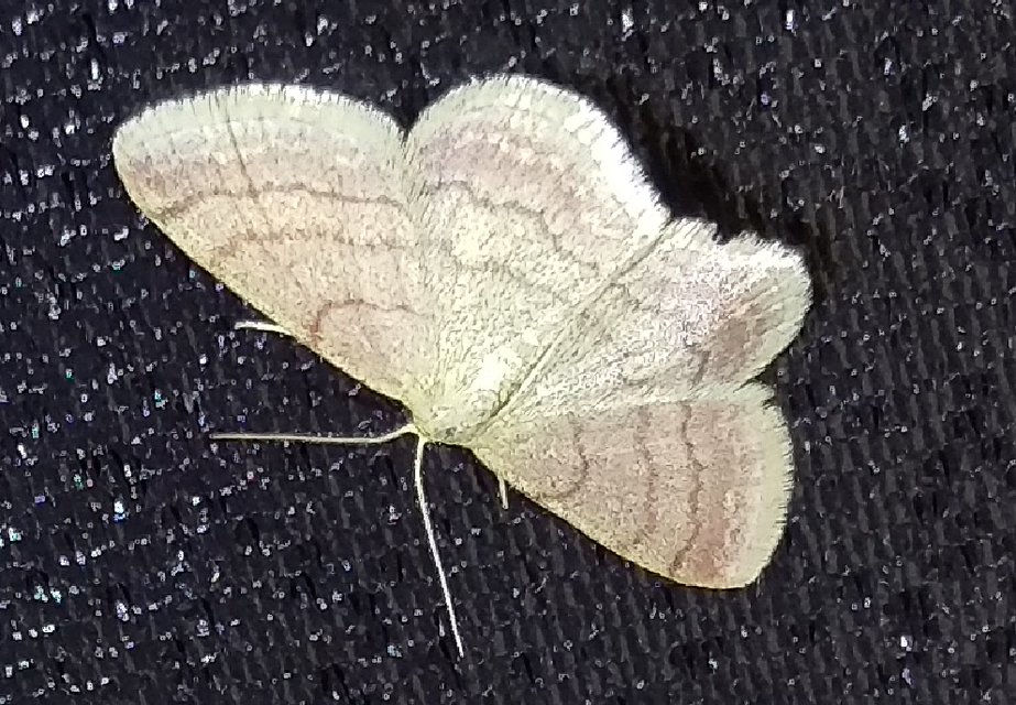 réti pirosaraszoló - Scopula rubiginata