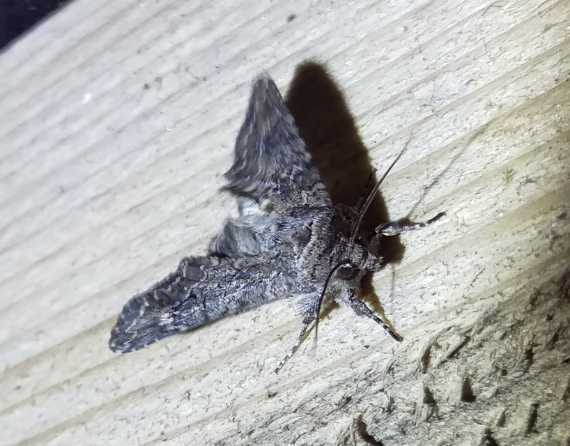 lóherebagoly - Hadula trifolii