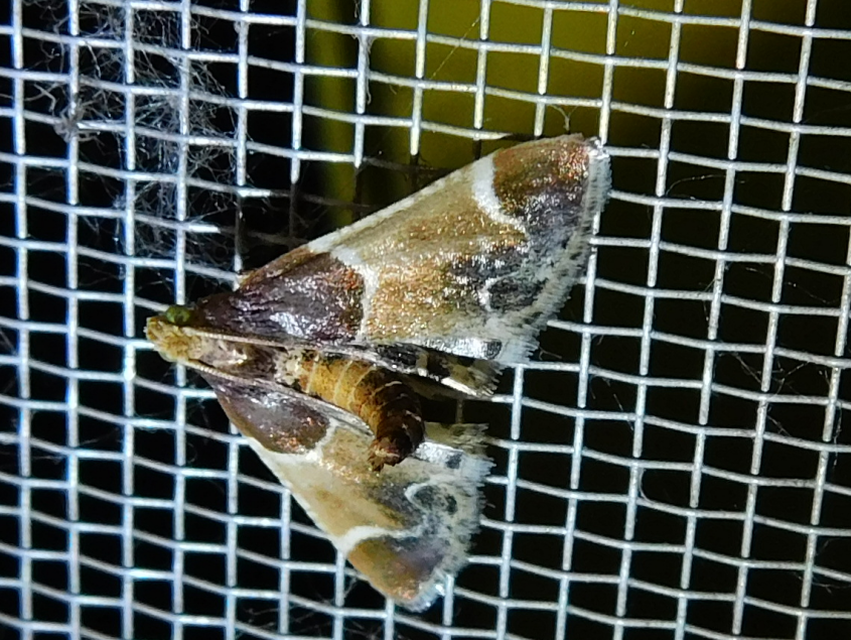Pyralis farinalis - lisztilonca