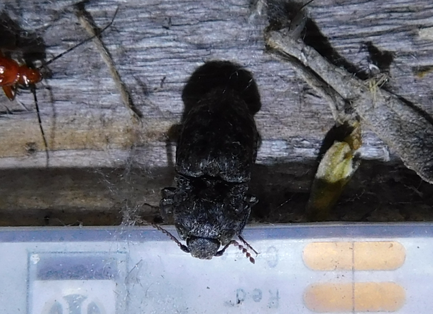 Agrypnus murinus - egérszínű pikkelyespattanó