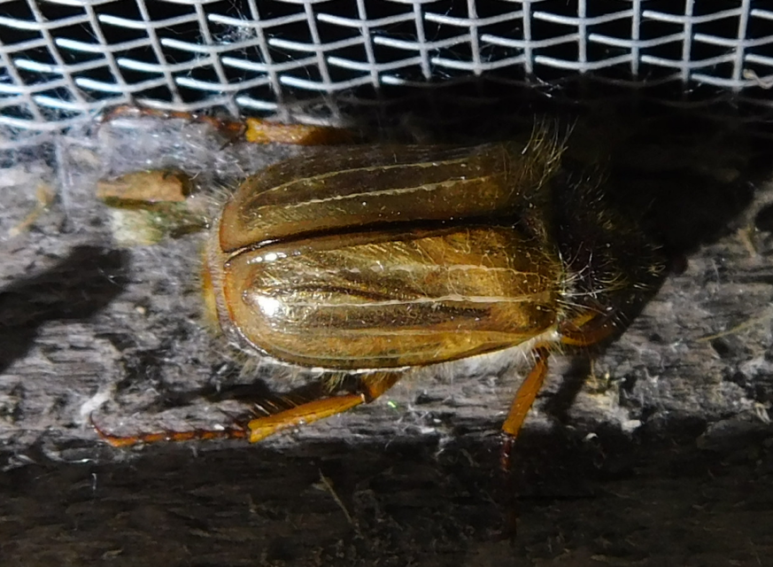 Amphimallon solstitiale - bordás sárgacserebogár