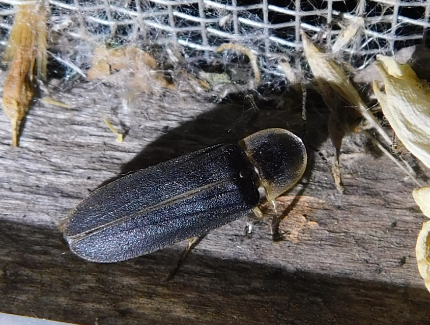Lampyris noctiluca - nagy szentjánosbogár