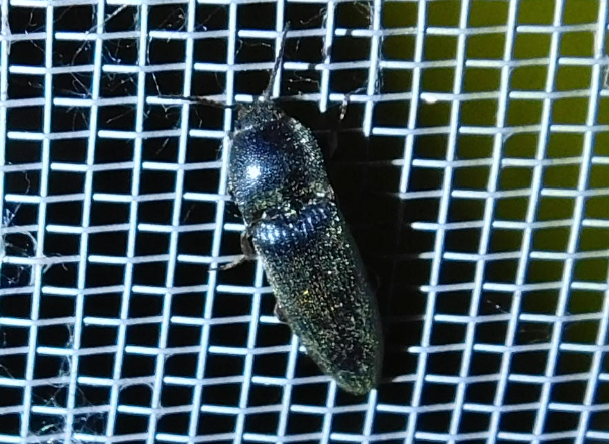 Melanotus