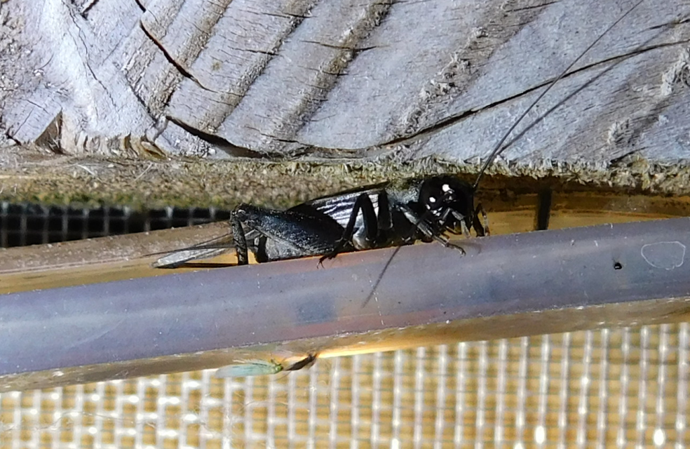Eumodicogryllus bordigalensis - bordói tücsök