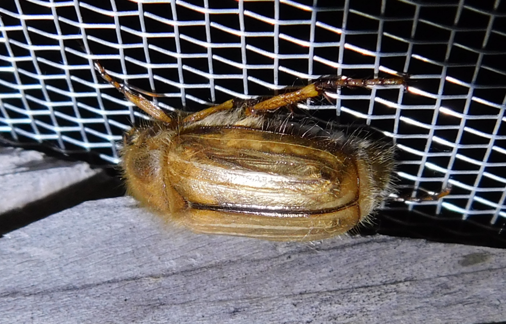 Amphimallon solstitiale - bordás sárgacserebogár
