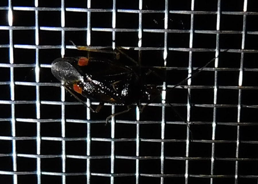 Deraeocoris ruber - vöröses mezeipoloska