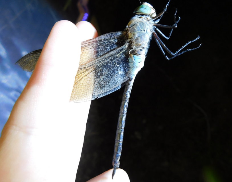Anax parthenope - barna óriásacsa