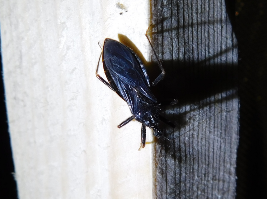 Reduvius personatus - szemetes zugpoloska