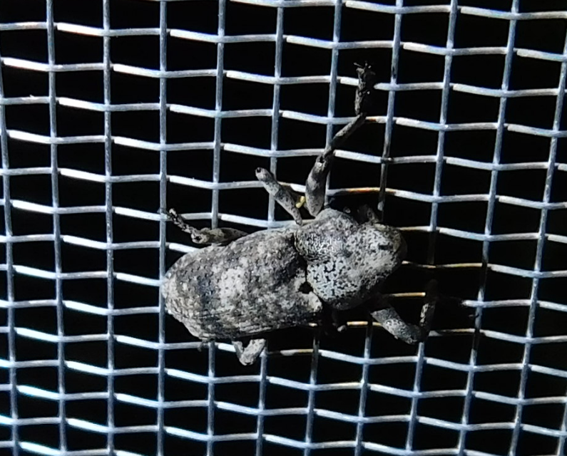 Gasterocercus depressirostris - laposorrú ormányos