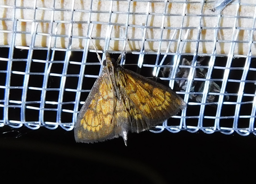 Ecpyrrhorrhoe rubiginalis - rozsdavörös tűzmoly