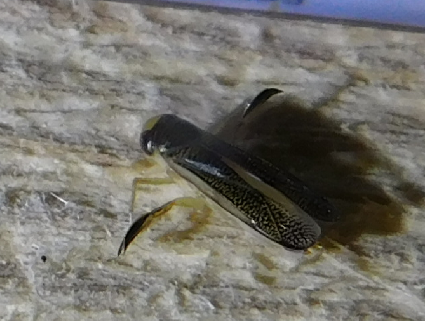 Corixidae - búvárpoloskák Corixidae - búvárpoloskák