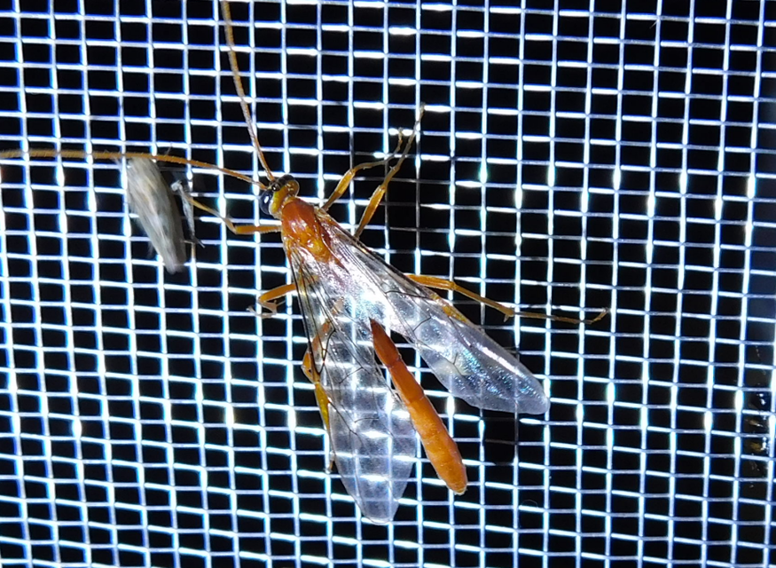 Ophion