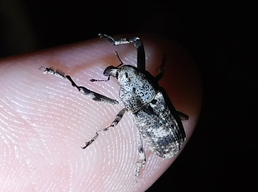 Gasterocercus depressirostris - laposorrú ormányos