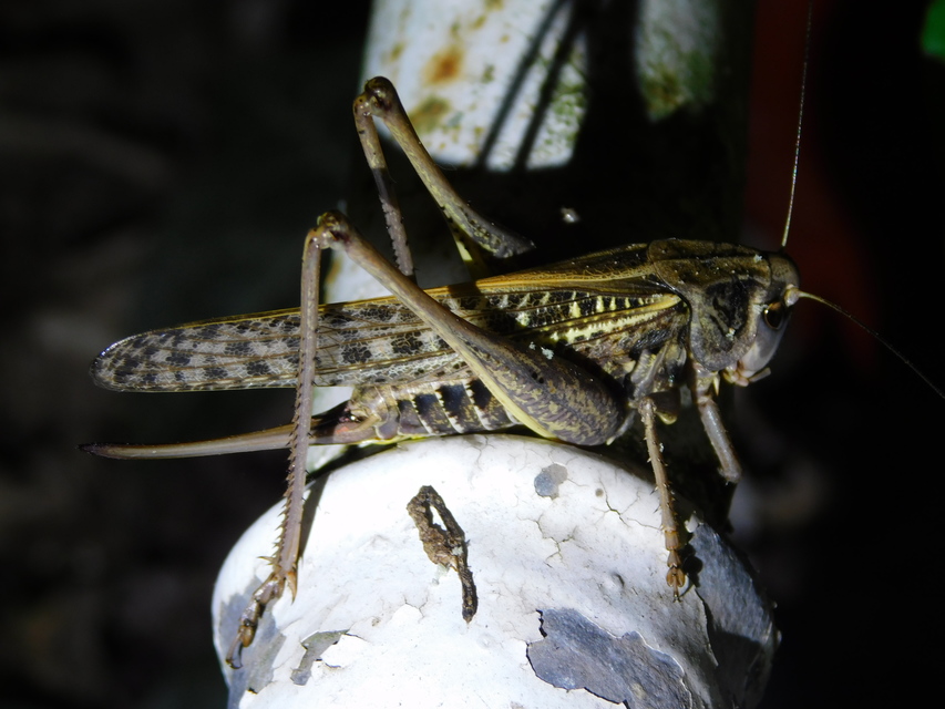 Decticus verrucivorus - szemölcsevő szöcske