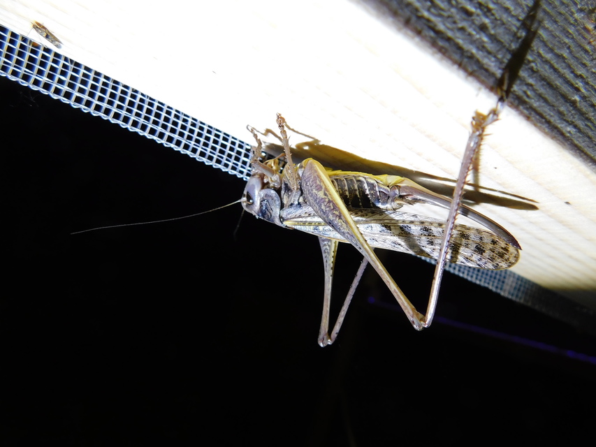 Decticus verrucivorus - szemölcsevő szöcske