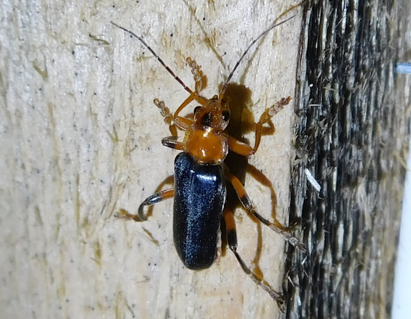 Cantharis livida - mezei lágybogár