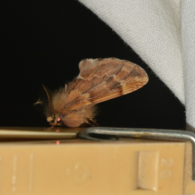 Ptilophora plumigera - tollas púposszövő