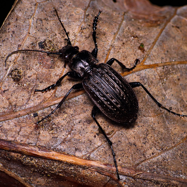 Carabus granulatus - mezei futrinka