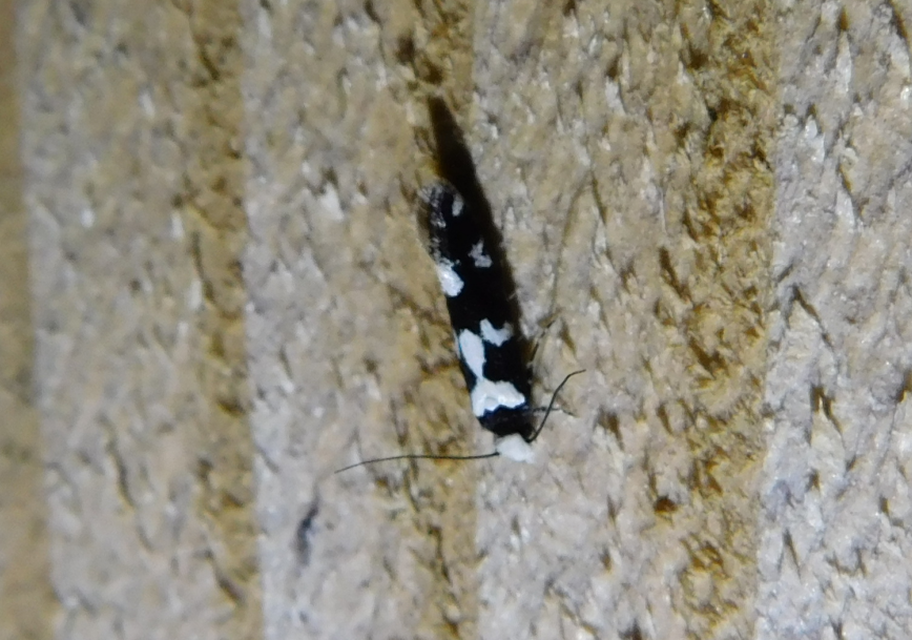 Neurothaumasia ankerella - magyarmoly