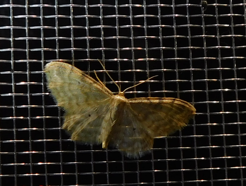 Idaea fuscovenosa - szürkeszélű apróaraszoló