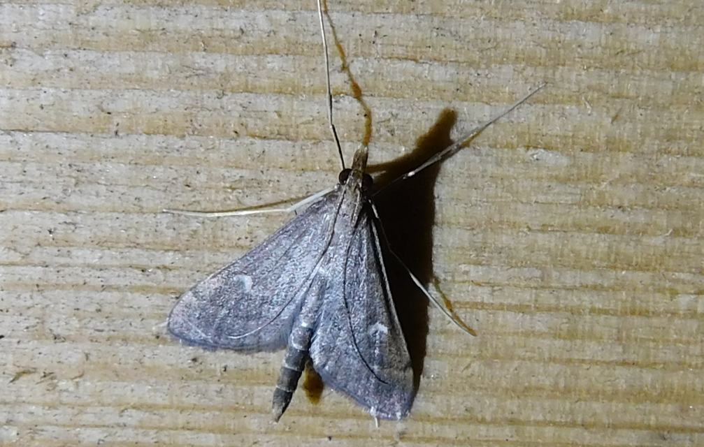 Dolicharthria punctalis - hosszúlábú tűzmoly