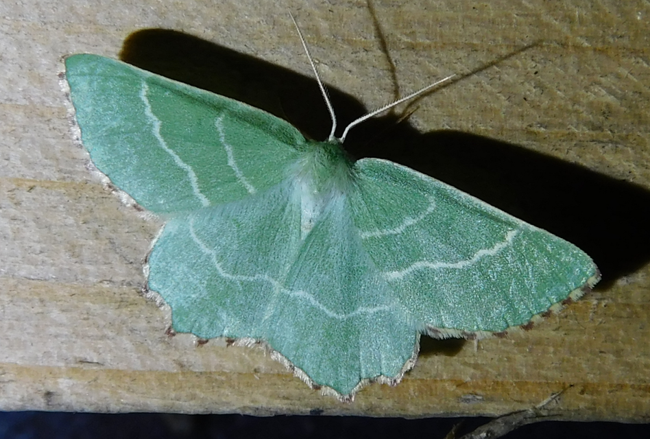 Thalera fimbrialis - csipkésszélű zöldaraszoló