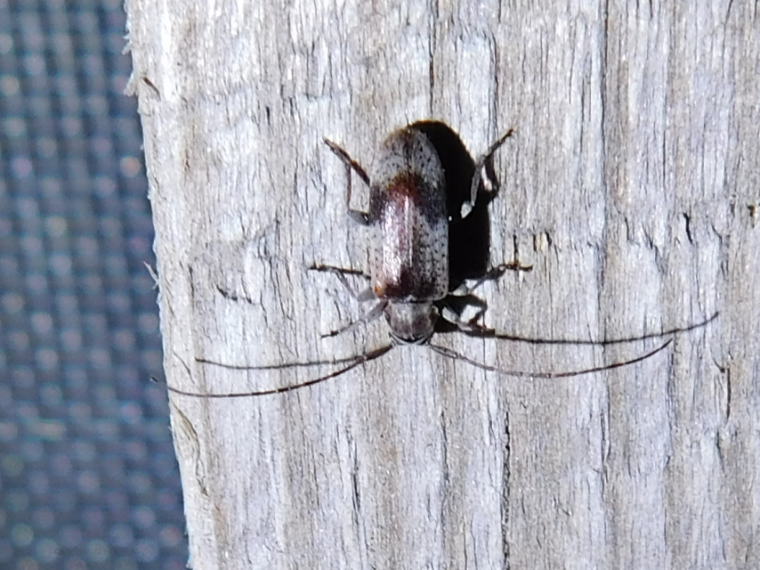 Exocentrus punctipennis - szilfa-rőzsecincér