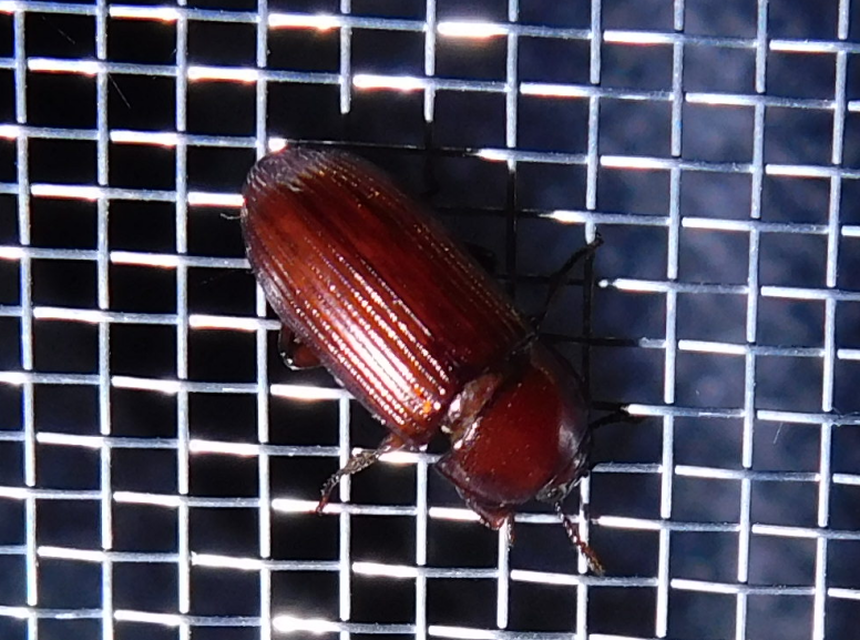 Uloma culinaris - nagy rágványbogár