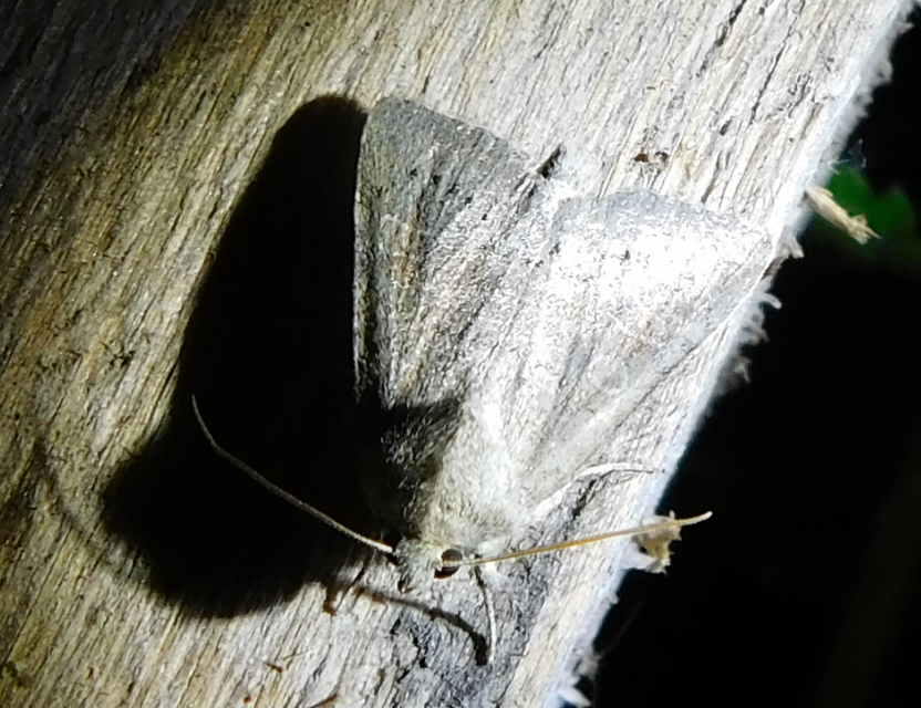 Parastichtis suspecta - sötét erdeibagoly