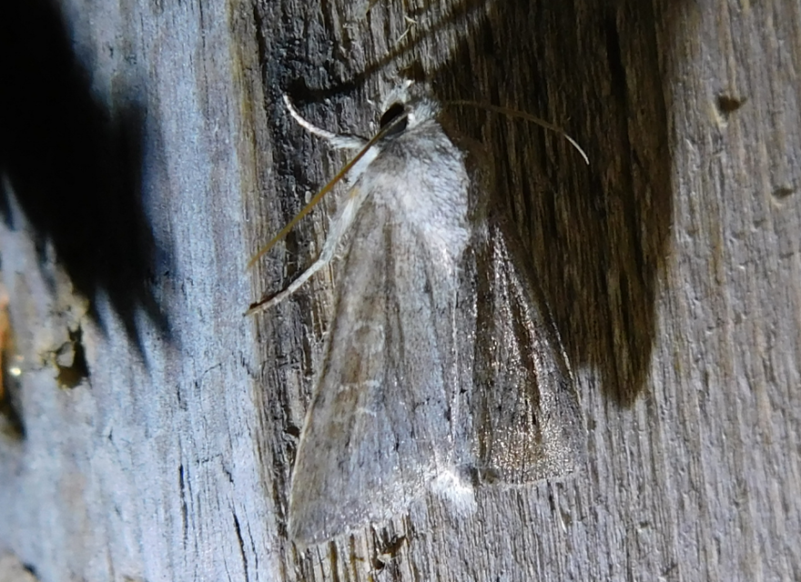 Parastichtis suspecta - sötét erdeibagoly