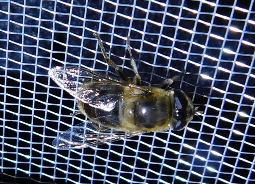 Eristalis