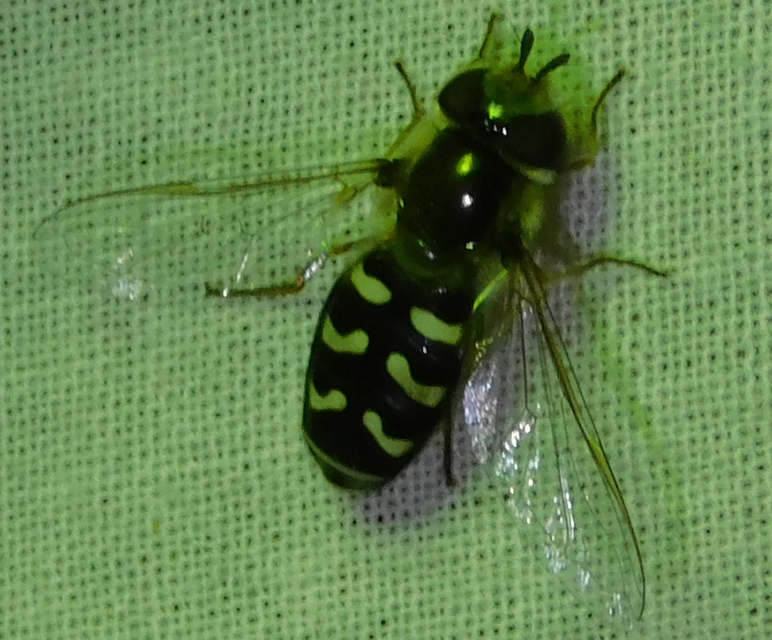 Scaeva pyrastri - gyakori nagyhomlokúlégy