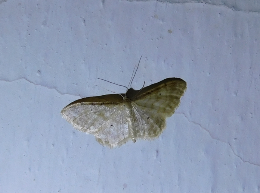 Idaea fuscovenosa - szürkeszélű apróaraszoló