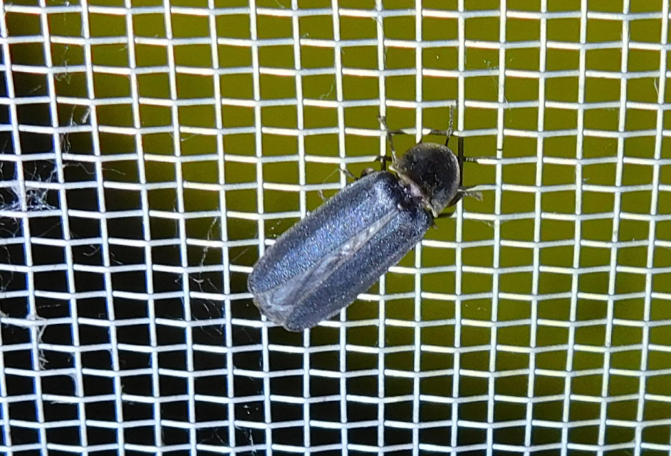 Lampyris noctiluca - nagy szentjánosbogár