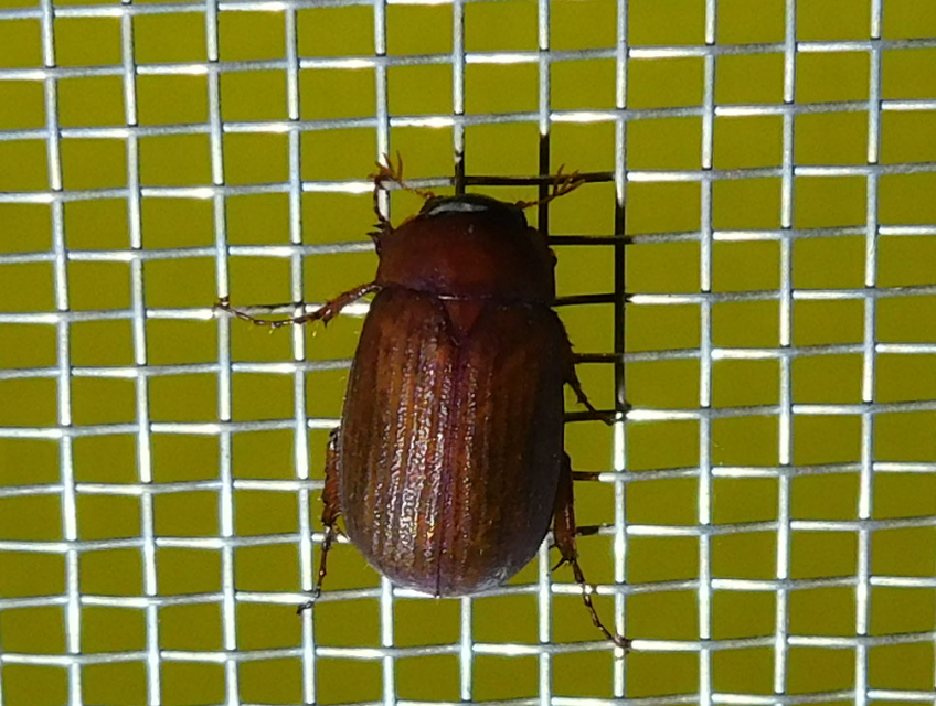 Serica brunnea - homoki kiscserebogár