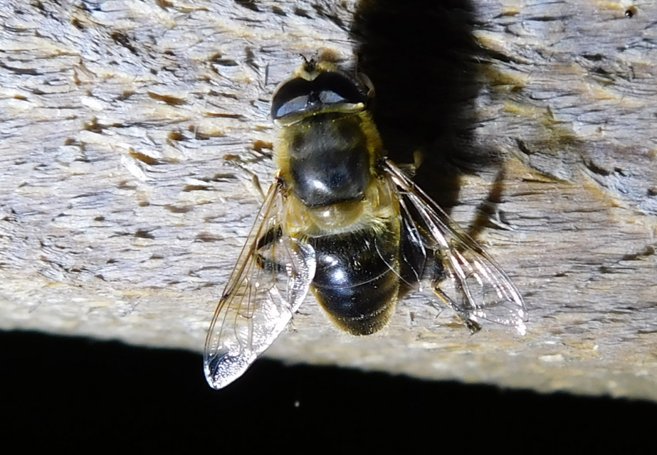 Eristalis