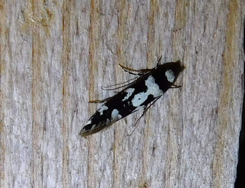 Neurothaumasia ankerella - magyarmoly