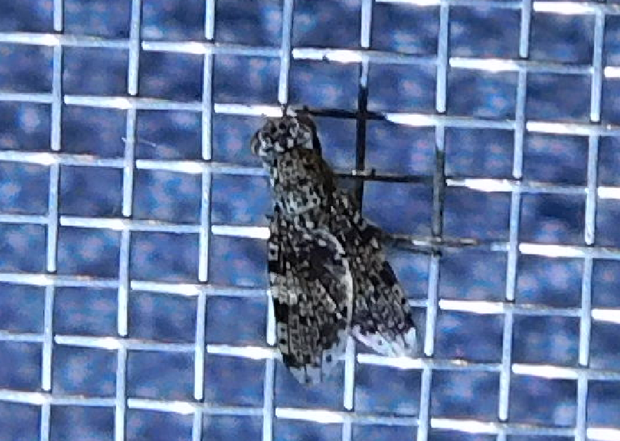 Callopistromyia annulipes - pávalégy