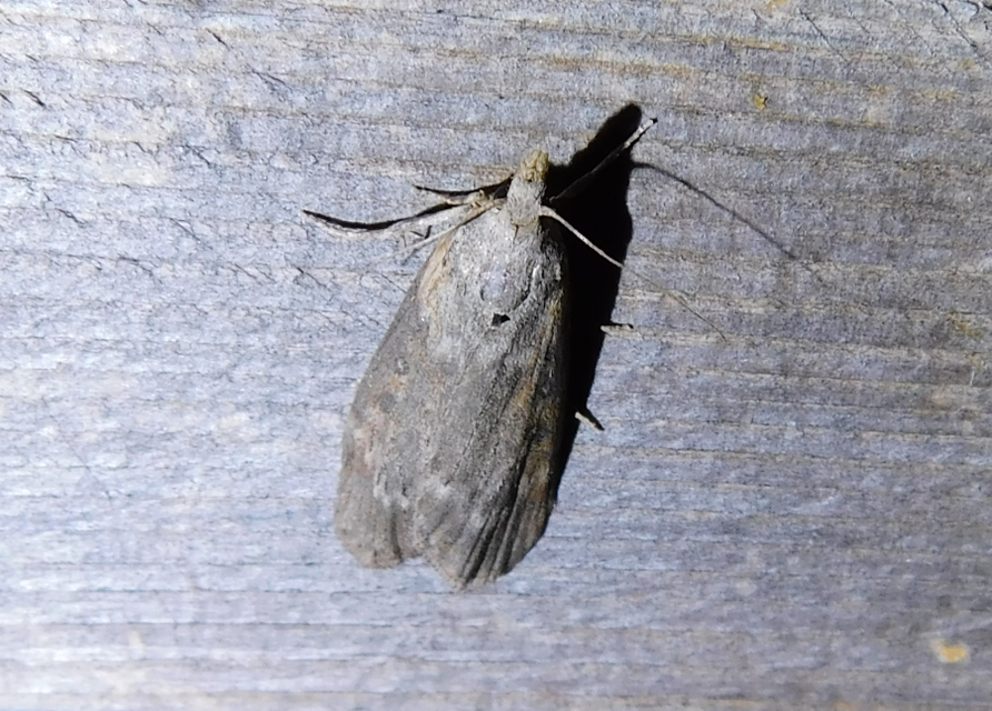 Lamoria